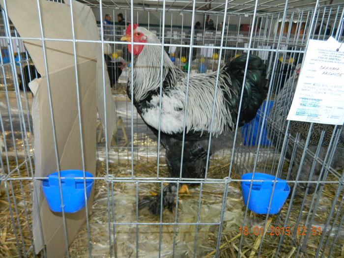 DSCN8153 - Expo Fauna Mehedinteana - Editia a IV-a