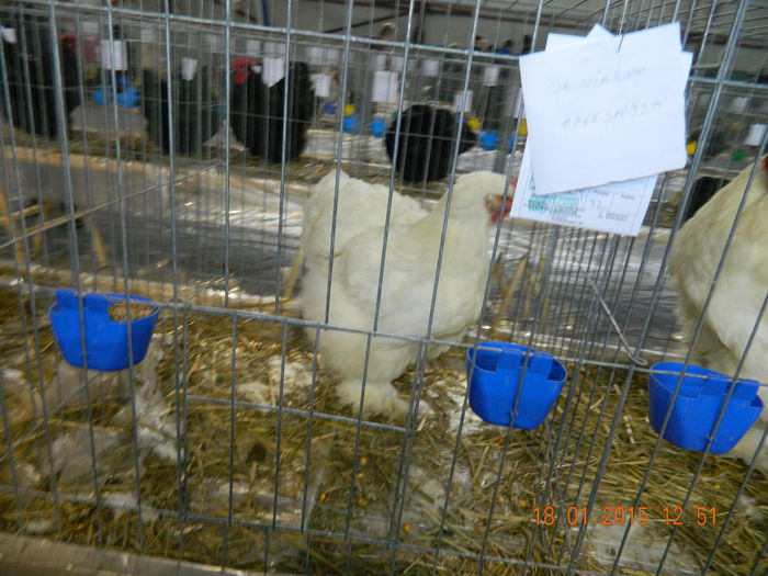 DSCN8157 - Expo Fauna Mehedinteana - Editia a IV-a