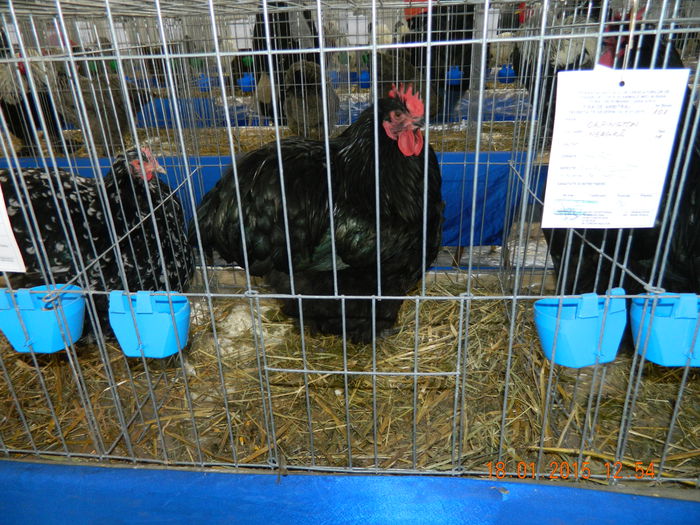 DSCN8173 - Expo Fauna Mehedinteana - Editia a IV-a
