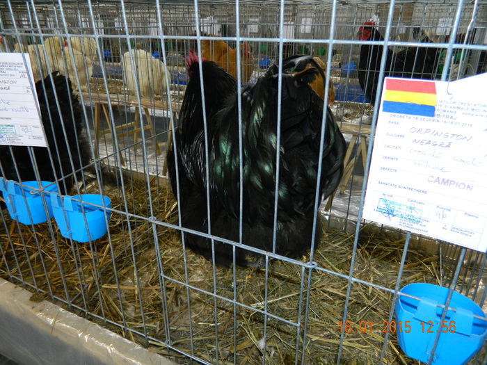 DSCN8189 - Expo Fauna Mehedinteana - Editia a IV-a
