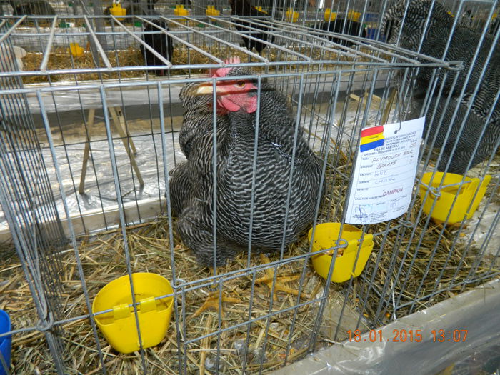 DSCN8211 - Expo Fauna Mehedinteana - Editia a IV-a