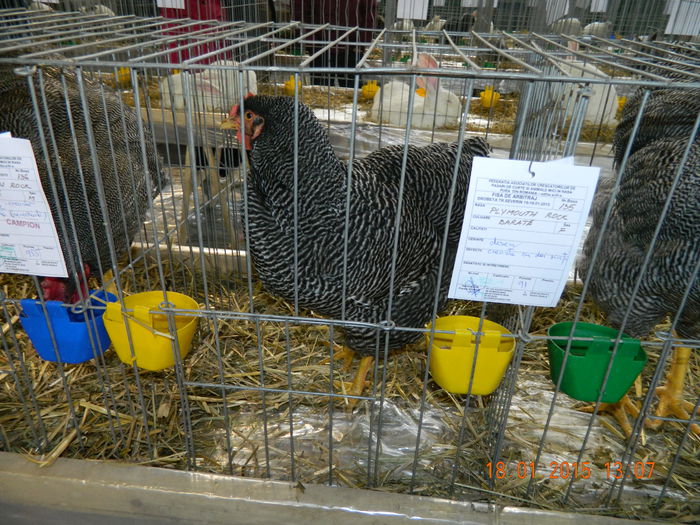 DSCN8216 - Expo Fauna Mehedinteana - Editia a IV-a