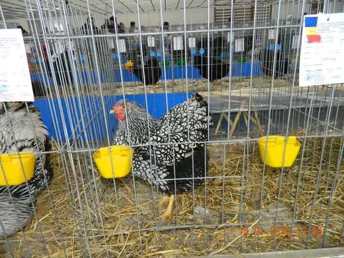 DSCN8235 - Expo Fauna Mehedinteana - Editia a IV-a