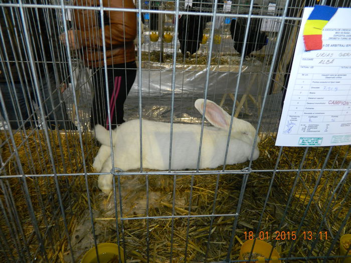 DSCN8247 - Expo Fauna Mehedinteana - Editia a IV-a