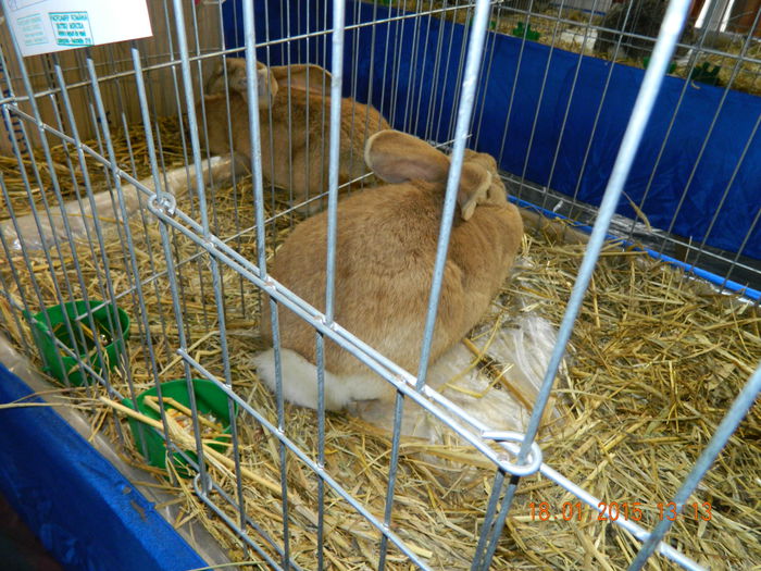 DSCN8259 - Expo Fauna Mehedinteana - Editia a IV-a