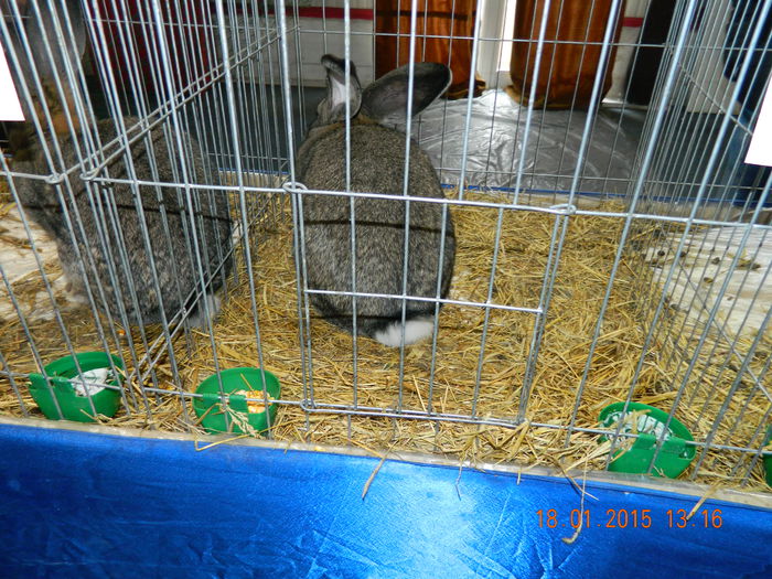 DSCN8284 - Expo Fauna Mehedinteana - Editia a IV-a