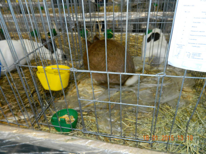 DSCN8318 - Expo Fauna Mehedinteana - Editia a IV-a