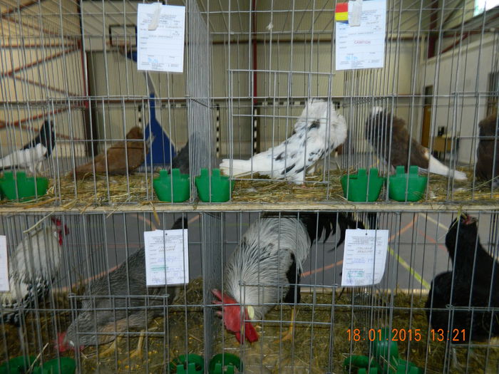 DSCN8333 - Expo Fauna Mehedinteana - Editia a IV-a