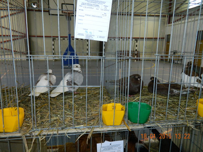 DSCN8338 - Expo Fauna Mehedinteana - Editia a IV-a