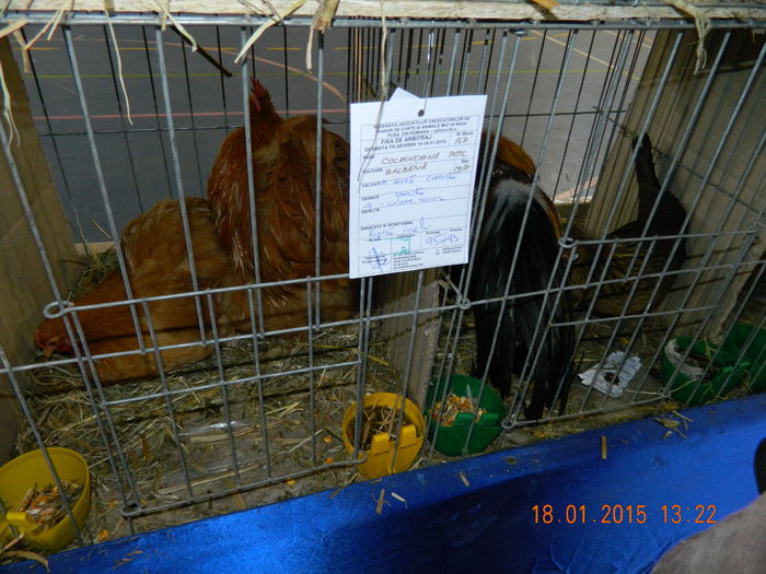 DSCN8339 - Expo Fauna Mehedinteana - Editia a IV-a