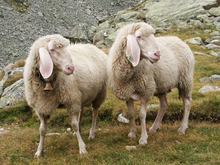Oi de lapte din Alpi - Rase de oi si capre-Poze deosebite-5