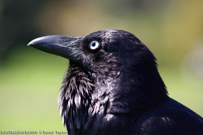 corb australian-Corvus coronoides - Corbul