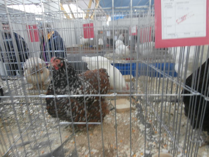 P1170095 - S- Expozitie Cluj 14-18 Ianuarie 2015