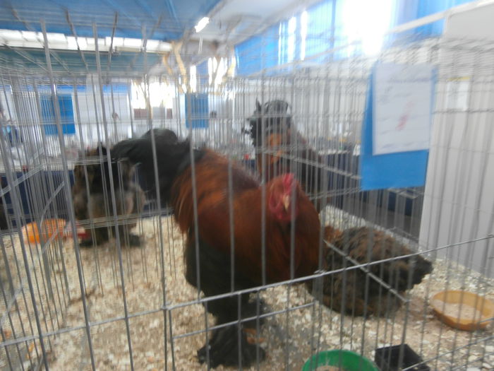 P1170096 - S- Expozitie Cluj 14-18 Ianuarie 2015