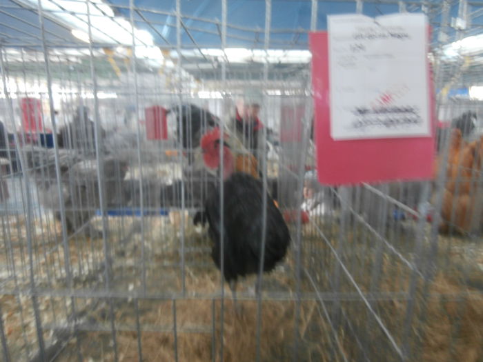 P1170102 - S- Expozitie Cluj 14-18 Ianuarie 2015
