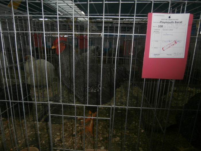P1170105