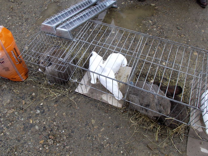 DSCF2436 - 7---expozitie fauna banatului 17-18 01 2015 giroc