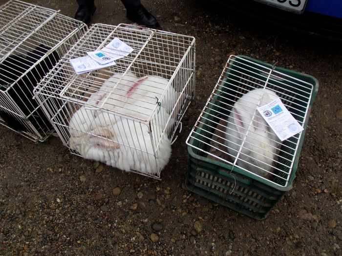 DSCF2437 - 7---expozitie fauna banatului 17-18 01 2015 giroc