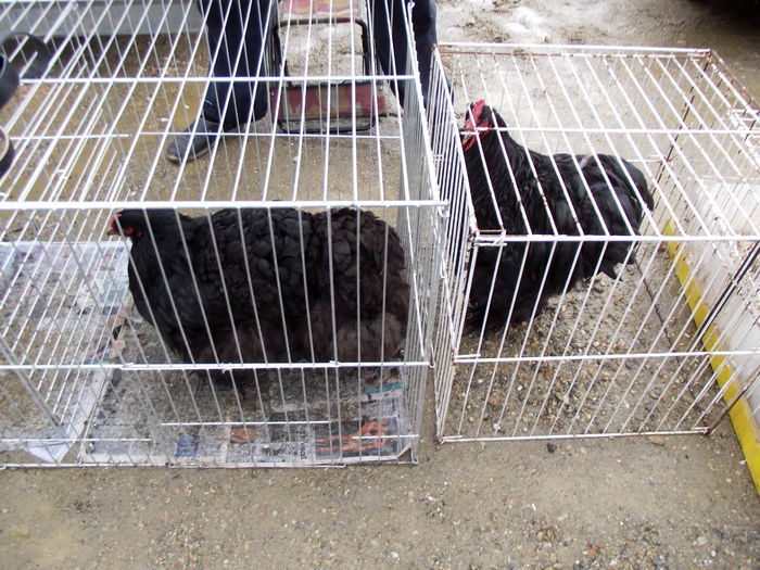 DSCF2448 - 7---expozitie fauna banatului 17-18 01 2015 giroc