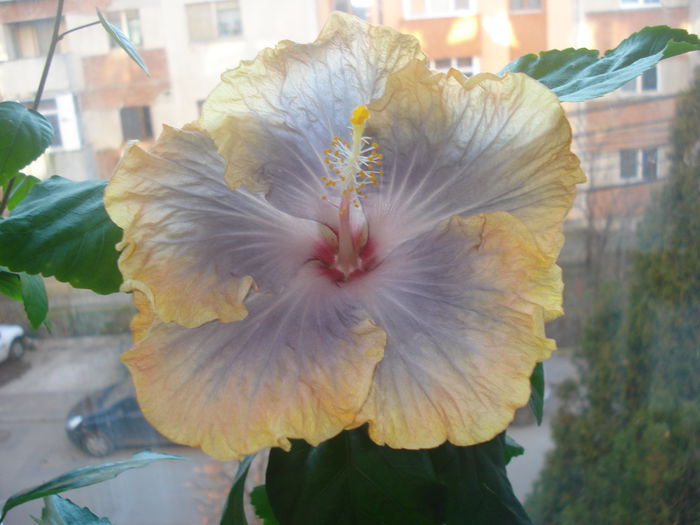 Creole Lady - HIBISCUS 2015