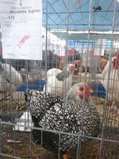 IMG_20150118_121726; Prima mea campioana
