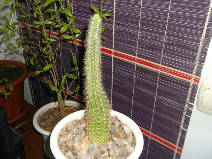 Cactus update  18.01.2015 - Cactusi Echinopsis Trichocereus