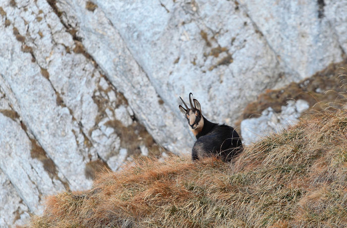 09sm5810 - 63-Fauna PIatra craiului