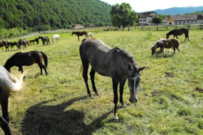 Piatra Craiului-27 - 63-Fauna PIatra craiului