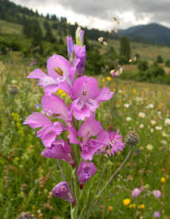 gladiola - 60-Flora Piatra Craiului