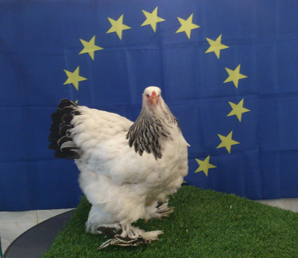 FEMELA CAMPIOANA EUROPEANA BRAHMA HERMINAT DESCHIS BELGIA-AFFLIGEM 22.11.2014