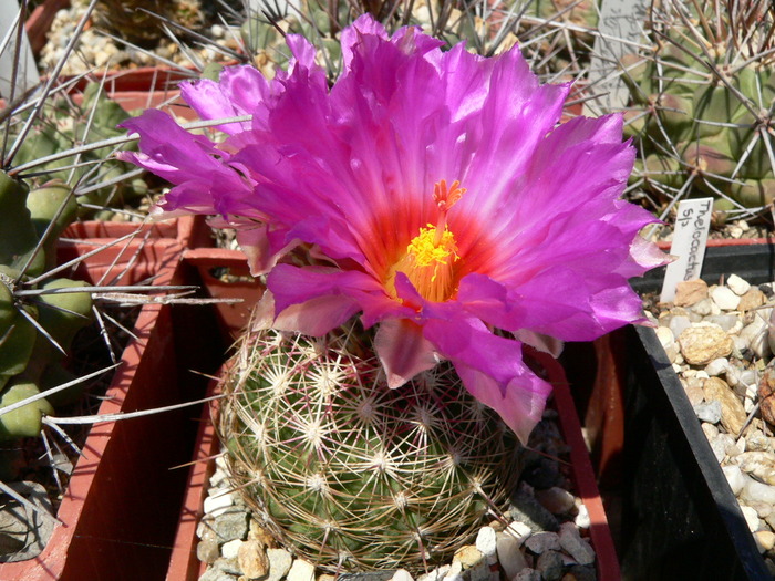 thelocactus_bicolor