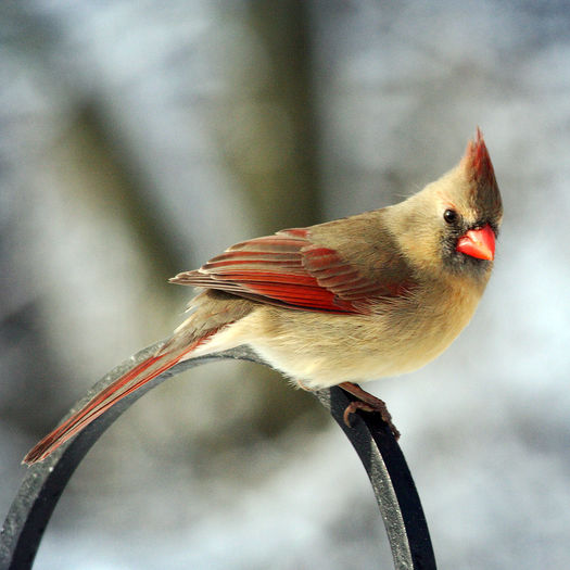 Cardinalis cardinalis