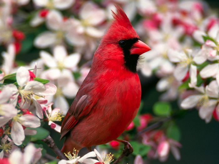 Cardinalis cardinalis - frumuseti cu aripi
