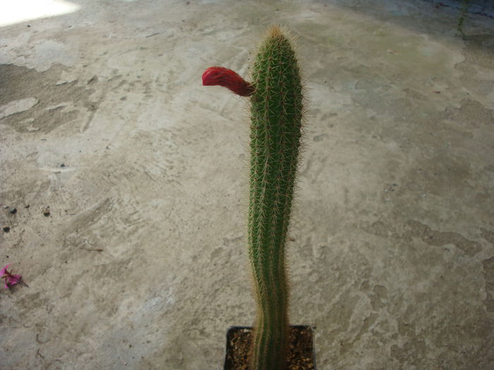 Cleistocactus samaipatanus (Cárdenas) D.R.Hunt 1987.; Origine:Bolivia, Peru (-3°C)
