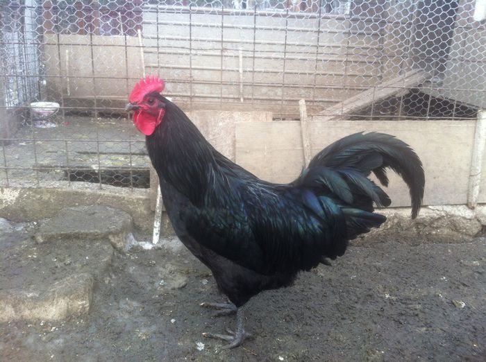 image - AUSTRALORP negru matca 2016