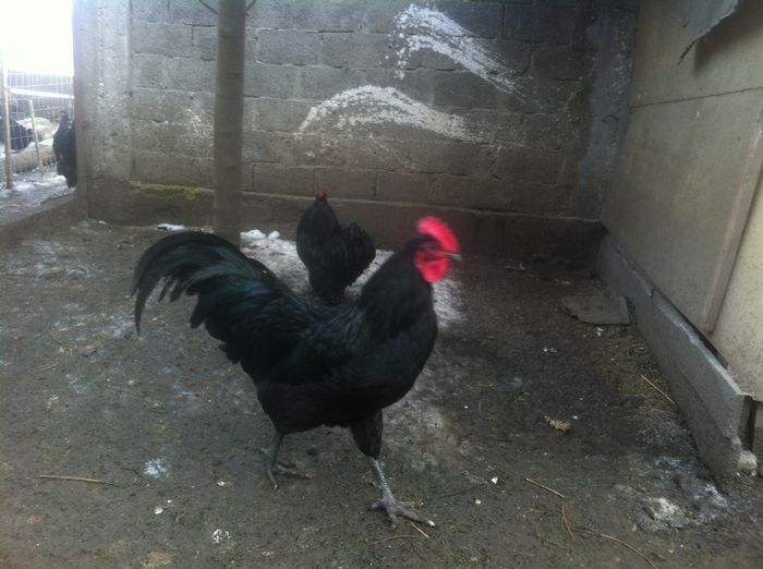 image - AUSTRALORP negru matca 2016