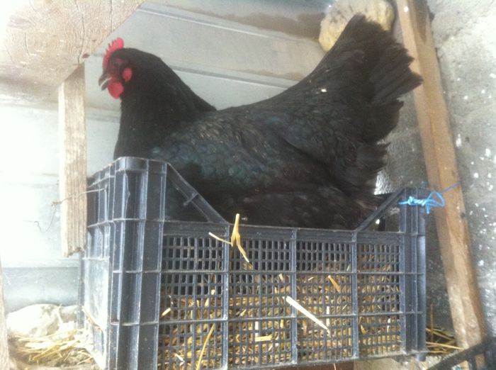 image - AUSTRALORP negru matca 2016