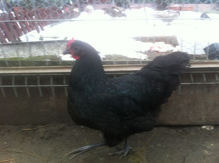 image - AUSTRALORP negru matca 2016