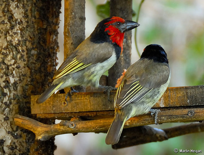 Lybius melanopterus - frumuseti cu aripi