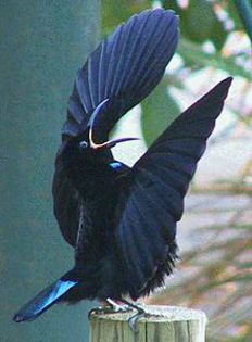 Ptiloris victoriae - frumuseti cu aripi