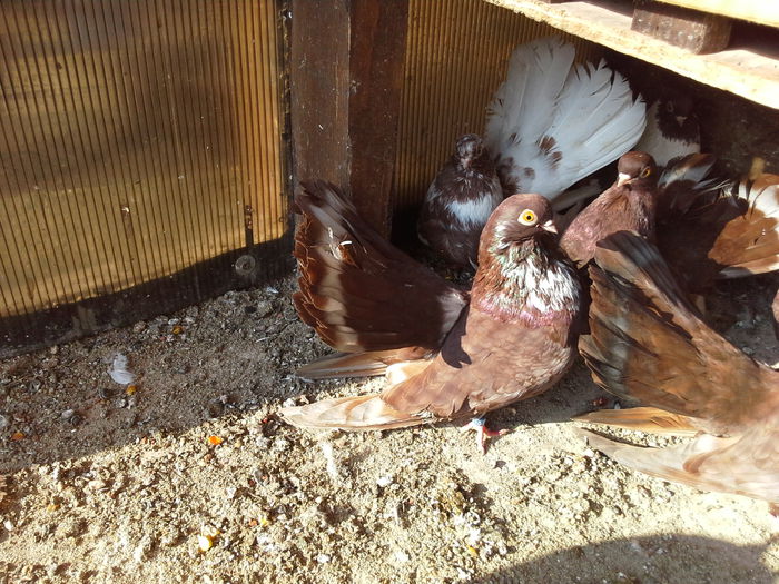 20150119_125518 - CASTANII DE CRAIOVA