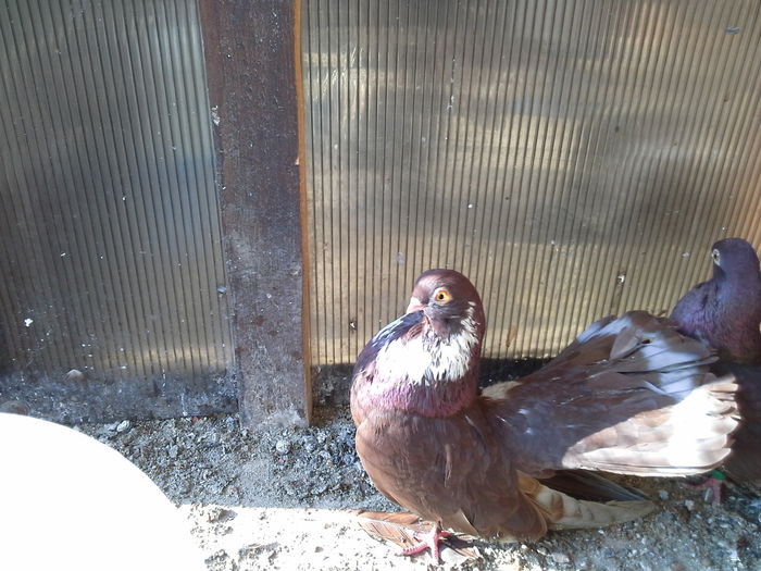 20150119_125523 - CASTANII DE CRAIOVA