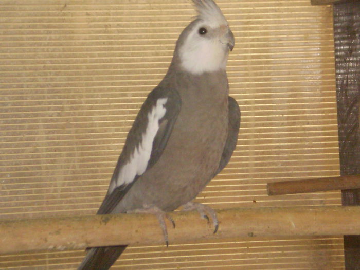 P1130272 - papagali