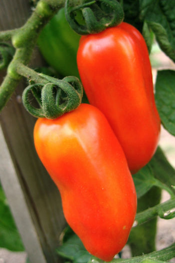 ROSII SAN MARZANO 2