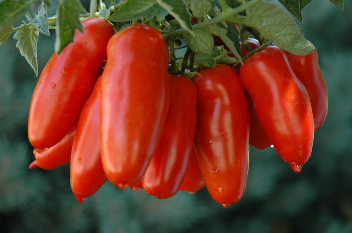 ROSII SAN MARZANO 4