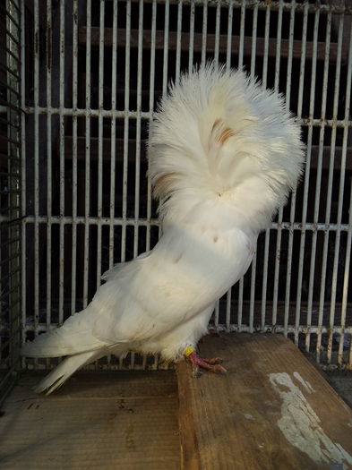 20150119_133003 - GULERATI matca pt 2015