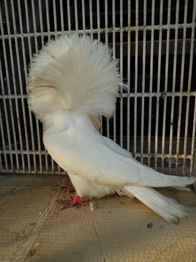 20150119_133019 - GULERATI matca pt 2015