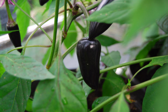 ARDEI IUTE BLACK 6