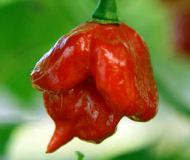 ardei TRINIDAD SCORPION BUTCH 2