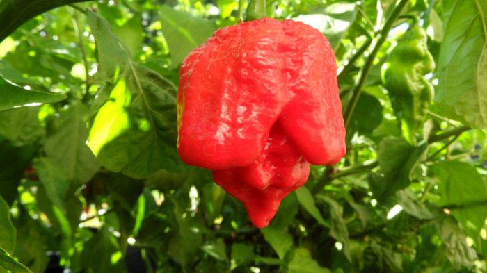 ardei TRINIDAD SCORPION BUTCH 3